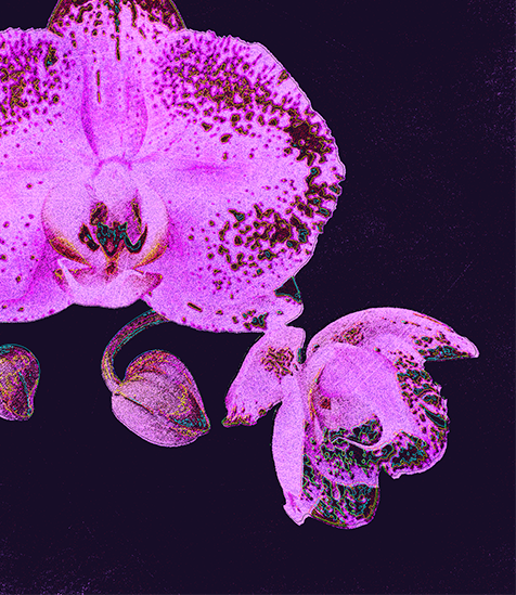 Orchid in artificial UVIVF